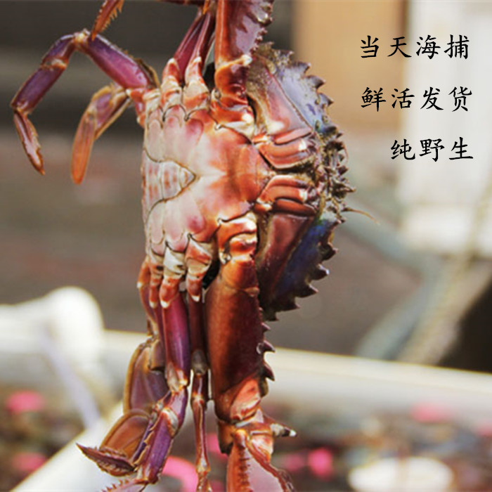 bsports必一体育:“我为祖国添风采”贾家镇中心小学举行新队员入队仪式(图2) 必一运动官网