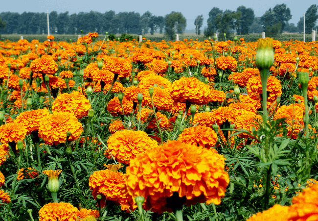 必一运动bsport体育:联盟情报局:峡谷万圣节来袭!女巫出没 小心火烛(图1) 必一运动bsport体育